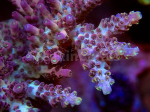 FK Purple Dream Acropora (Cut-To-Order) SPS740