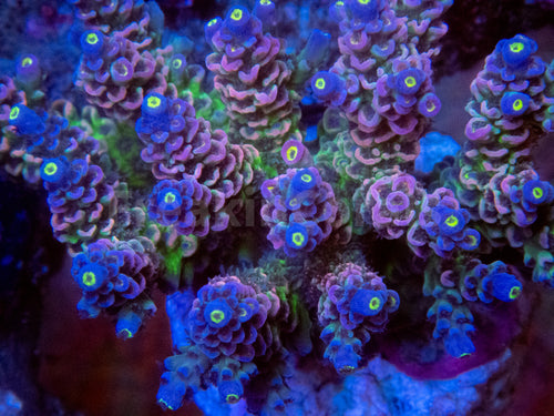 FK Rainbow Tenuis Acropora (Cut-To-Order - Collector Coral) SPS727