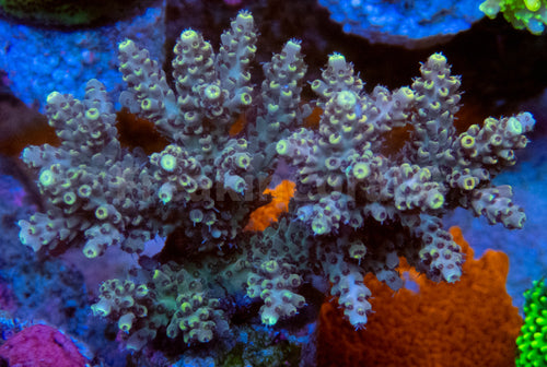 FK Camel Pikachu Acropora (Cut-To-Order - Collector Coral) SPS986