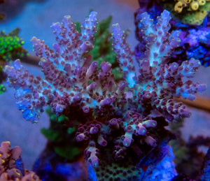 FK Purple Dream Acropora (Cut-To-Order) SPS740