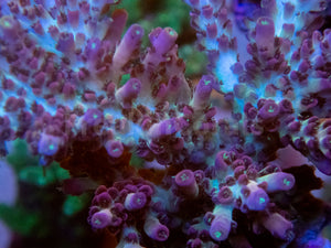 FK Purple Dream Acropora (Cut-To-Order) SPS740