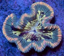 Load image into Gallery viewer, FK Green Stripes Trachyphyllia Aussie FK503