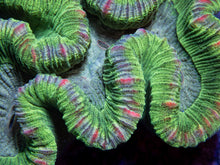 Load image into Gallery viewer, FK Green Stripes Trachyphyllia Aussie FK563