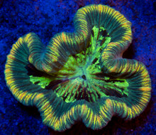 Load image into Gallery viewer, FK Green Stripes Trachyphyllia Aussie FK503