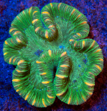 Load image into Gallery viewer, FK Green Stripes Trachyphyllia Aussie FK533