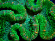 Load image into Gallery viewer, FK Green Stripes Trachyphyllia Aussie FK563