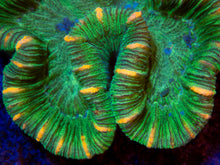 Load image into Gallery viewer, FK Green Stripes Trachyphyllia Aussie FK533