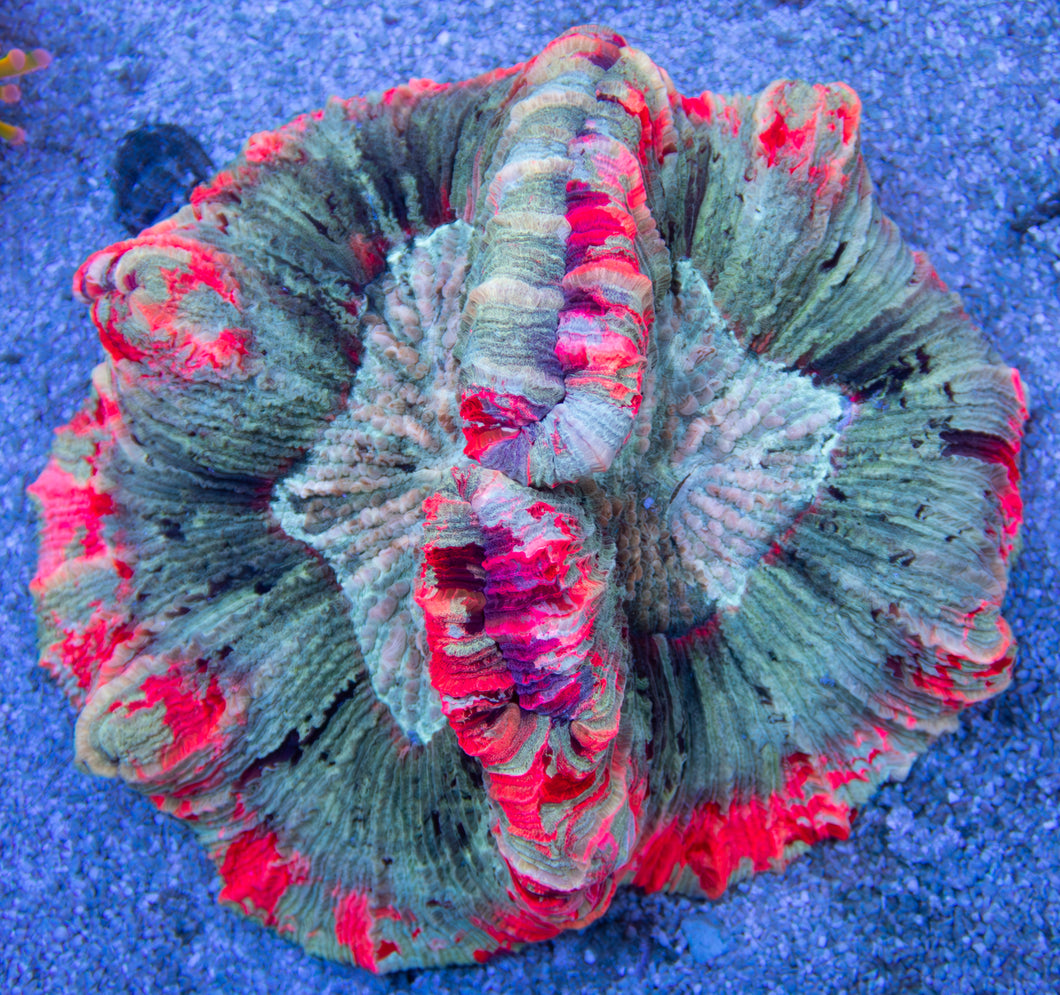 FK Mastergrade Welsophyllia (Collector Coral) FK584