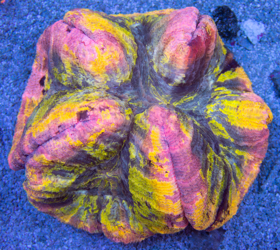 FK Mastergrade Welsophyllia (Collector Coral)