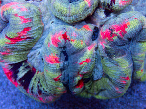 FK Mastergrade Welsophyllia (Collector Coral) FK514