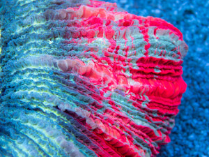 FK Mastergrade Welsophyllia (Collector Coral) FK536