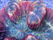 Load image into Gallery viewer, FK Ultra Welsophyllia (Collector Coral)
