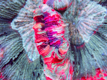 Load image into Gallery viewer, FK Mastergrade Welsophyllia (Collector Coral) FK584