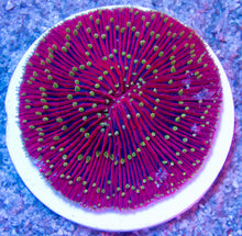 Load image into Gallery viewer, FK El Diablo Fungia (Collector Coral) FK529