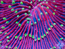 Load image into Gallery viewer, FK El Diablo Fungia (Collector Coral) FK529