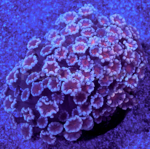 Cherry Blossom Alveopora