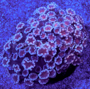 Cherry Blossom Alveopora