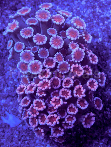 Cherry Blossom Alveopora