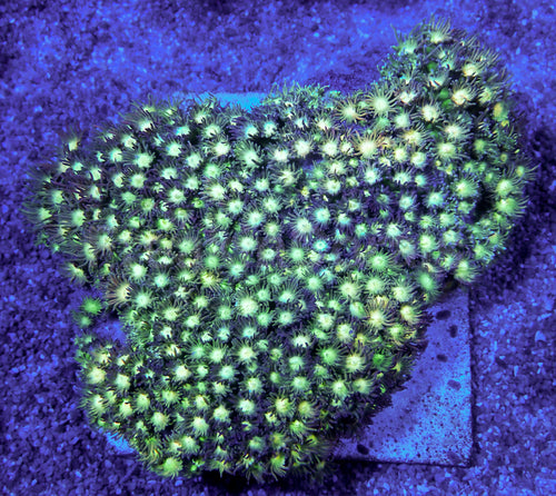 Golden Stardust Goniopora