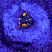 Load image into Gallery viewer, Baby OG Bounce Mushroom