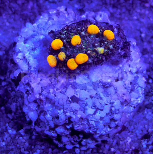 Baby OG Bounce Mushroom