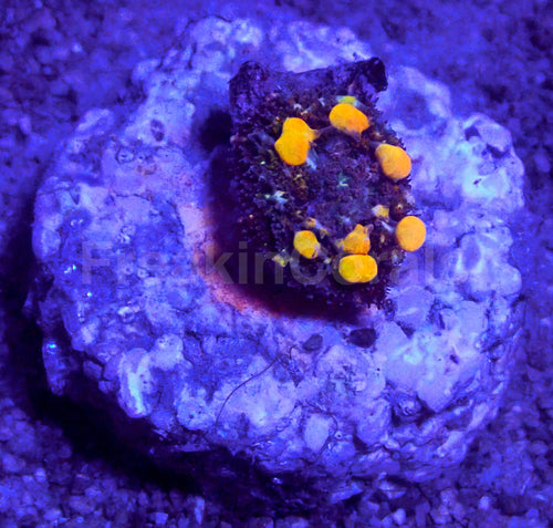 Baby OG Bounce Mushroom