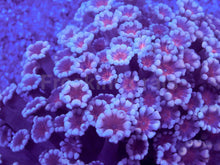 Load image into Gallery viewer, Cherry Blossom Alveopora