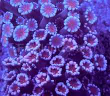 Load image into Gallery viewer, Cherry Blossom Alveopora