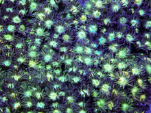 Load image into Gallery viewer, Golden Stardust Goniopora