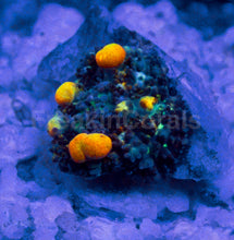 Load image into Gallery viewer, Baby OG Bounce Mushroom