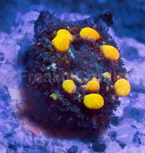 Load image into Gallery viewer, Baby OG Bounce Mushroom