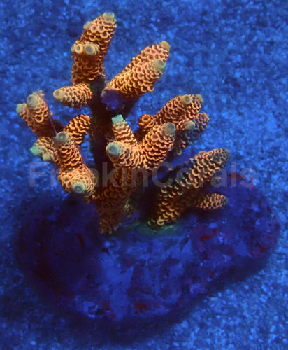 Sunset Blaze Acropora