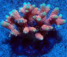 Carregar imagem no visualizador da galeria, 🌅 Sunset Blaze Acropora