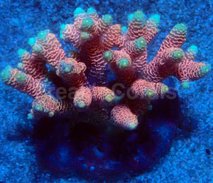 🌅 Sunset Blaze Acropora