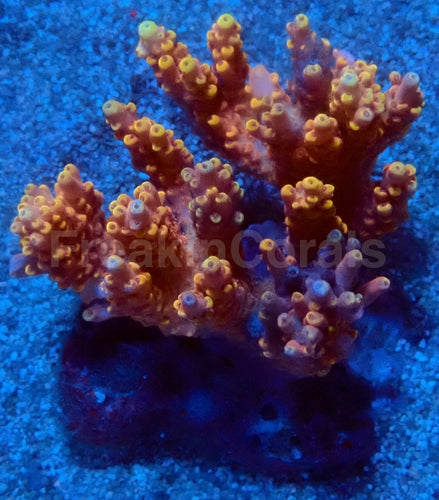 Solar Flare Acropora