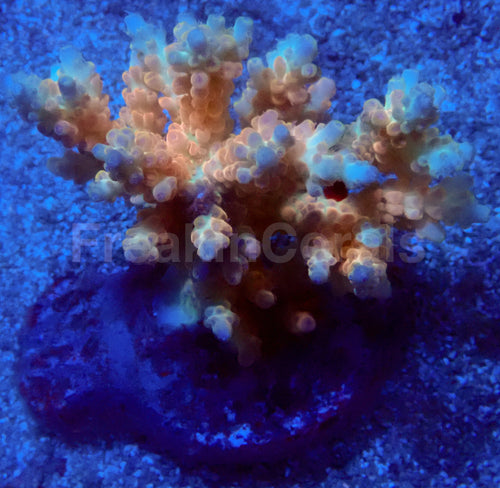 Electric Horizon Acropora