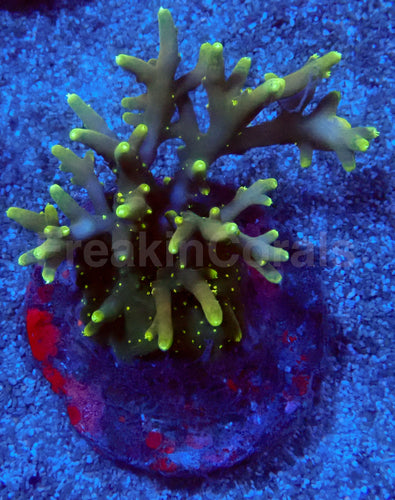 Golden Halo Acropora