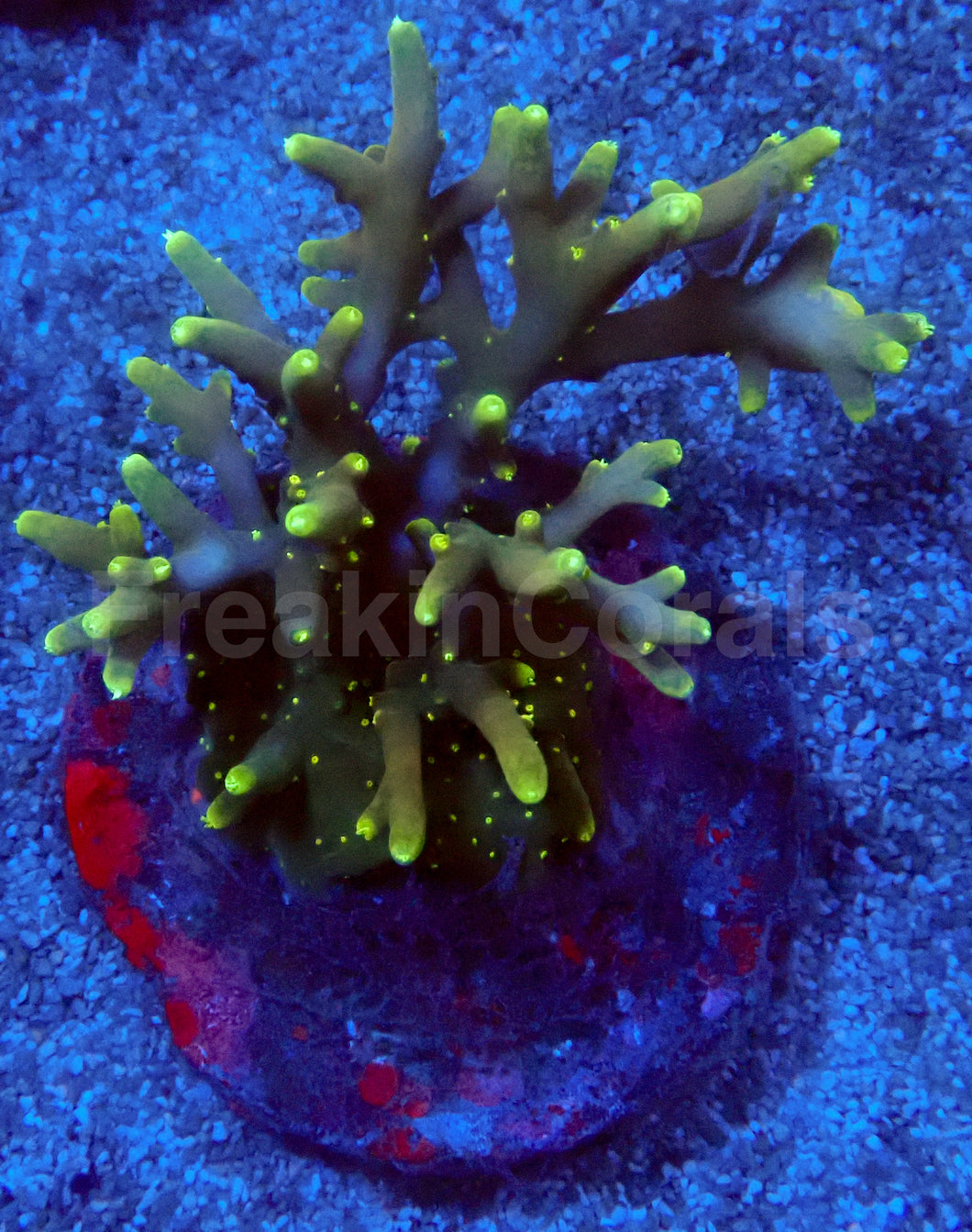 Golden Halo Acropora
