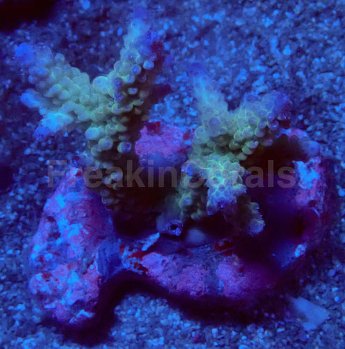 Ice Drift Acropora