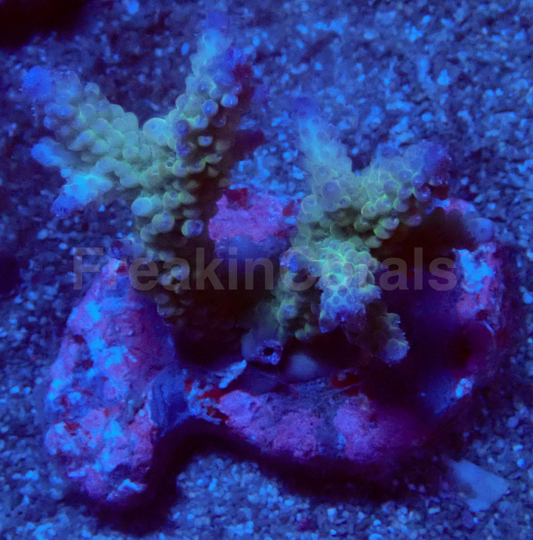 Ice Drift Acropora