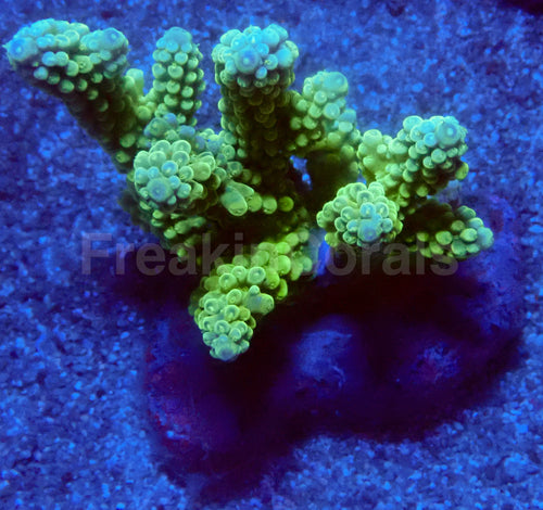Emerald Wave Acropora