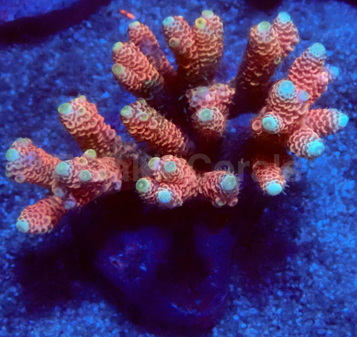 Sunset Blaze Acropora
