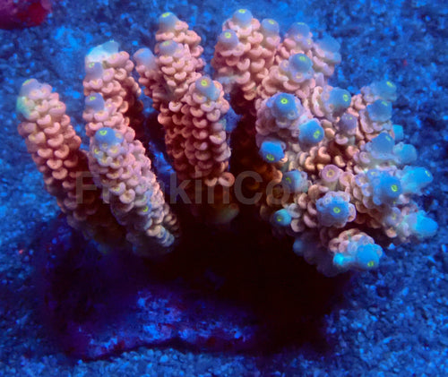 Jigglypuff Acropora