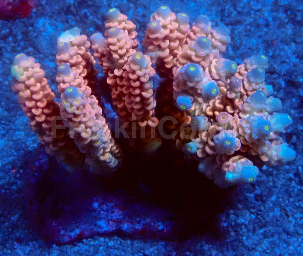 Jigglypuff Acropora