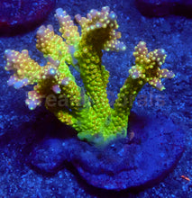 Load image into Gallery viewer, Solar Apex Acropora