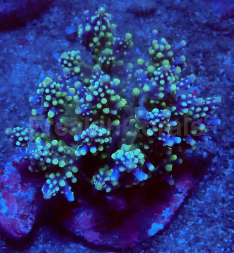 Stormlight Acropora