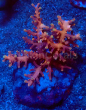 Load image into Gallery viewer, Red Ferrari Acropora
