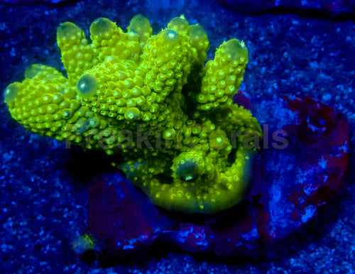 Aurora Gold Acropora