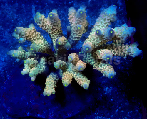 Prismfire Acropora