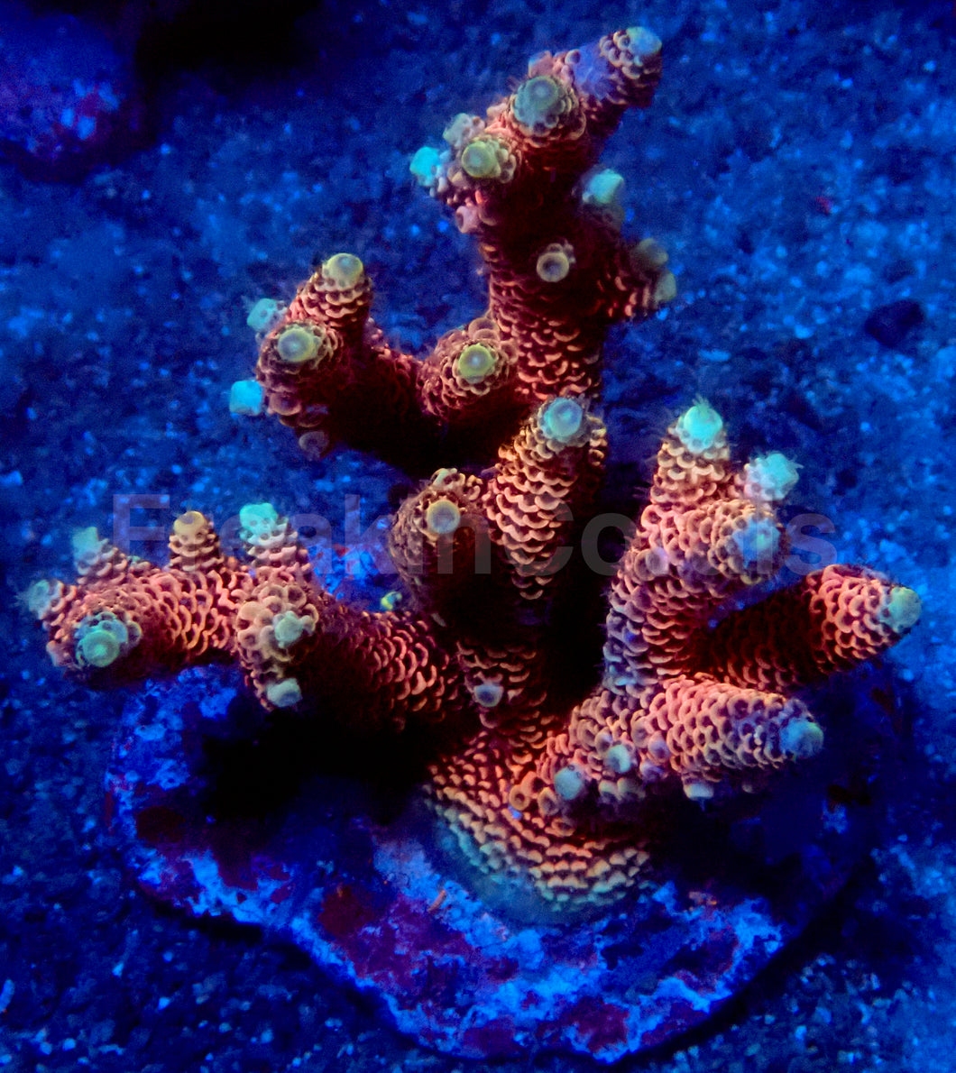 Sunset Blaze Acropora